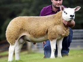 世界上最贵的羊！英国一只羊拍卖会上36.5万英镑成交