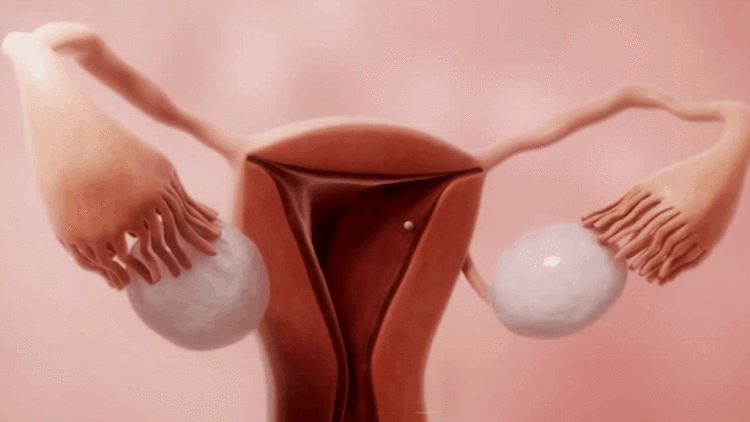 女性是先排卵还是先来月经？